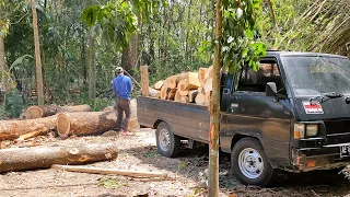 Cut down 3 trees by the side of the road fast and easy !!