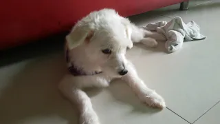 Cute dog