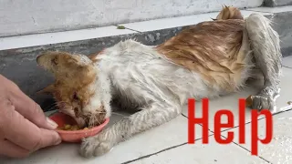 A Poor Cat Suffering under Heavy Rain and Unknown Disease | Animals Rescue