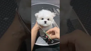 Cute puppy having a haircut #shorts #animals