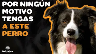 BORDER COLLIE: 7 RAZONES PARA NO TENERLO