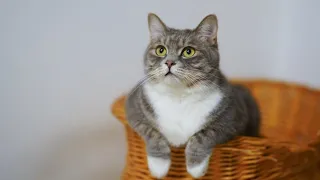 Funny and Cute Cat Videos 2021 - These Cats are Too Cute