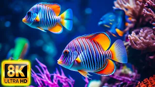 The Ocean 8K VIDEO ULTRA HD - Sea Animals for Relaxation, Beautiful Coral Reef Fish in Aquarium #23