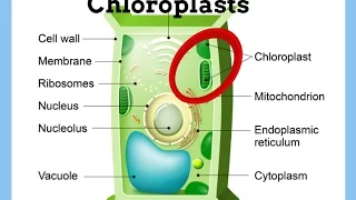 Chloroplasts-Definition-Function-Structure