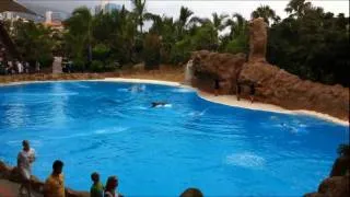 Dolphins Show @ Loro Parque