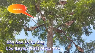 #919.Cây Sao 18 Tổ Ong HÃI HÙNG Có 102 Miền Tây. Star Tree 18 monstrous Beehives in the West Yes 102