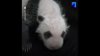 Уставшая мама, счастливый детеныш и беззаботный отец: новые кадры с пандами из Московского зоопарка