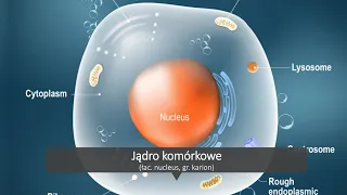 Jądro komórkowe - budowa i funkcje