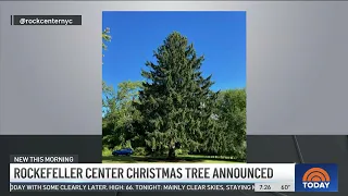 The 2022 Rockefeller Center Christmas Tree Has Been Revealed!