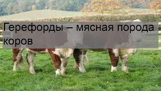 Герефорды – мясная порода коров