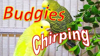 3 Hr Reduce Stress of lonely Bird Videos.  Happy Parakeets Eating Singing Playing, Budgies Chirping.