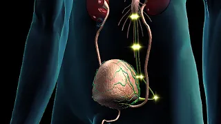 How Neurological Control of Bladder Function Animation - Neural Control of Urination Video