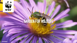 Garden For Wildlife - Episode 1: Planning your Garden