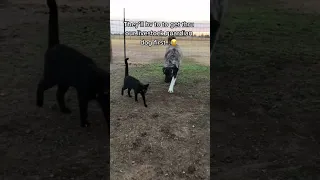 A coyote is gonna get our recon cat..Our livestock guardian dog Lily thinks not 😂 #farm