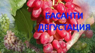 @ДЕГУСТАЦИЯ  Виноград БАСАНТИ  Коллаж винограда, прививки