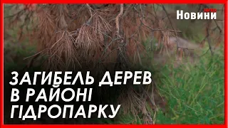 По вулиці Героїв Праці гинуть дерева: стала відома причина