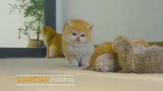 Kitten pudding want to take care of the baby cats when their mother is not around