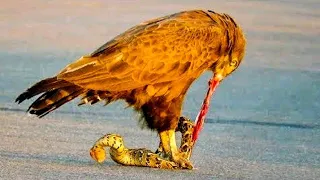 Snake Eagle Ripping Snake Apart As it Tries to Escape | eagle hunting attack moments