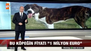 Dünyanın en pahalı köpekleri Atv Anahaber'de