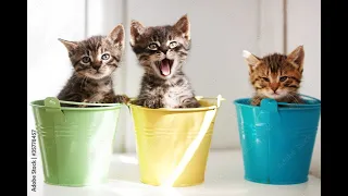 Funny kittens 2