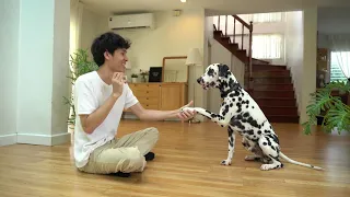 Funny dog video - Funny pet videos - having fun with my dog #shorts