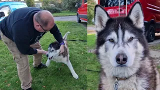 Husky Attacks My Best Friend With Excitement!