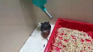 Hamsters fight