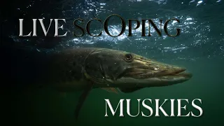 LiveScoping Muskies in Minnesota