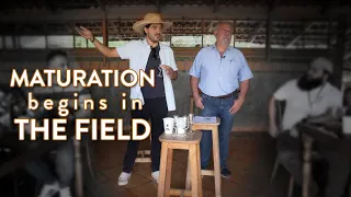 Tequila Production: Maturation Begins in the Field