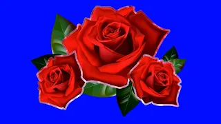 ХРОМАКЕЙ Цветы Розы