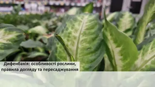 Дифенбахія: особливості рослини, правила догляду та пересаджування