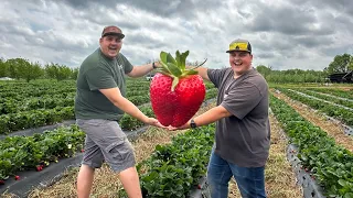 The Biggest Strawberries I’ve Picked!