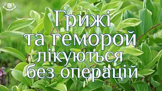 Грижі та геморой лікуються без операцій