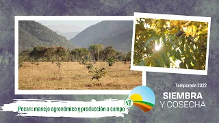 SIEMBRA Y COSECHA TV: Pecan, producción a campo y manejo agronómico