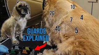 Clipper Guards Finally Explained By A Dog Groomer