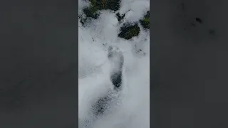 Bigfoot prints found in snow