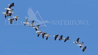 Delta Waterfowl's April Migration Report - Snow Geese