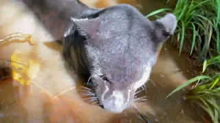 A Mamba está na dúvida se é uma ariranha ou um cachorro 😜🤔