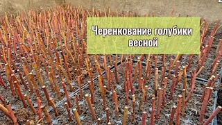 Укоренение голубики одревесневевшими черенками. 15.03.2024. Ставрополь.