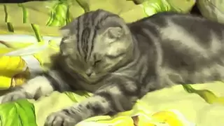 Cat falling asleep