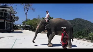 Таиланд 2024.02. Пхукет. Камала. Слоновая ферма "Pang Chang Kamala Elephant Camp Phuket".