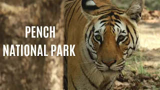 Indian Wildlife Documentary: Pench National Park