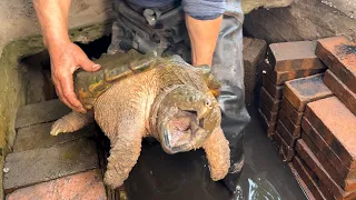 把凶猛的鳄龟和鳄雀鳝混养在池子里，12个月后放干水看，真惊喜