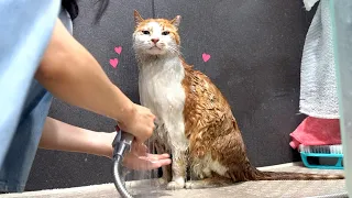 [ENG SUB] A gentle alley cat even when bathing