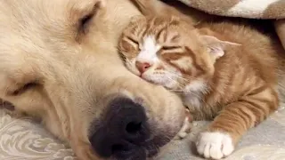 Funny animal videos😸 Funny cat videos and dogs - Funny animals 163