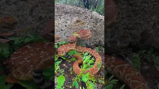 Jewel of the Wild : Red Diamond Rattlesnake in Action