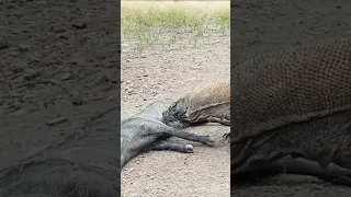 Dr. Komodo analyzing the food quality ! #komodo #komododragons #wildlife