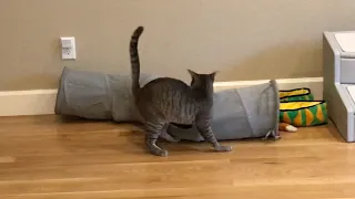 Cat drive by attack