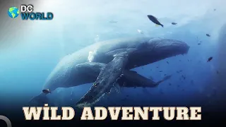 Hidden Lives in the Depths of the Ocean 😲 | Wild Adventure Episode 24 | Animal Documentary