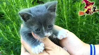 Adorable Gatito de Cuatro Semanas